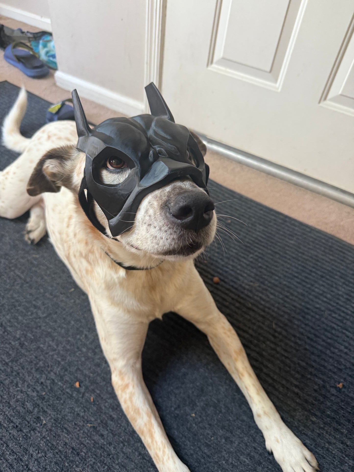 3D Printed Bat Mask for Dogs 🦇🐶
